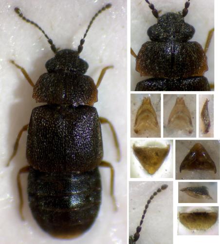 Réf. 297 923 : Megarthrus bellevoyei